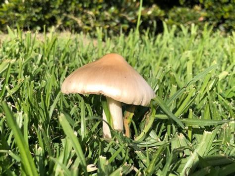 Why Do I Have Mushrooms In My Lawn My Home Turf