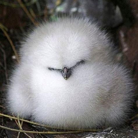 Cute Fluffy Baby Owls