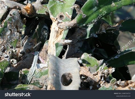 Dragon Fruit Diseases Dragon Dry Stem Stock Photo Shutterstock