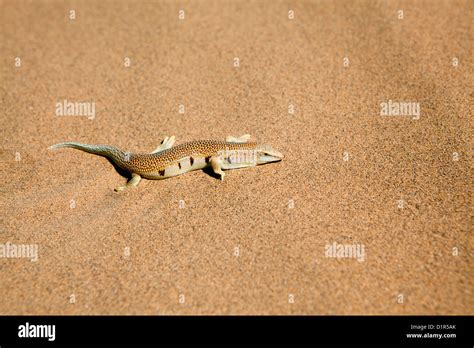 Sandfish skink lizard hi-res stock photography and images - Alamy