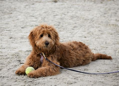 Goldendoodle - Puppies, Rescue, Pictures, Information, Temperament ...