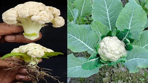 How To Grow Cauliflower Tree From Cauliflower Grow Cauliflower From