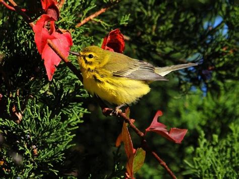 36 Species Of Warblers In Florida (ID, Song, Season Guide)