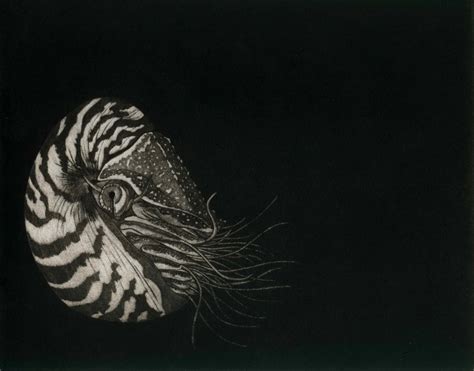 Nautilus BW - Cephalopods Aprons Hand Coloured Etching Print by Artist ...