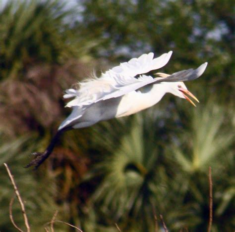 Flying Snow Snowy Egret In Flight Florida Wetlands A Flickr