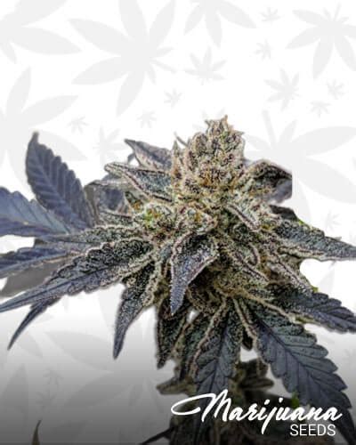 Gorilla Nut Strain | Marijuana Seeds