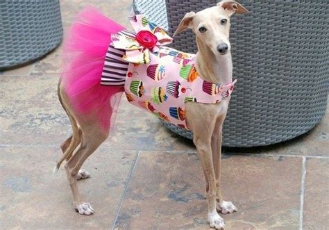 Or Tap Into Niche Fashion Trends Like This Proud Princess 21 Greyhounds That Are Hotter Than