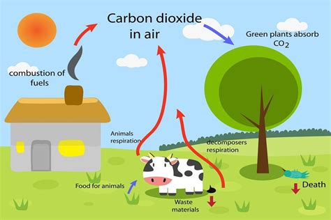 What Is Carbon Cycle Energy Theory