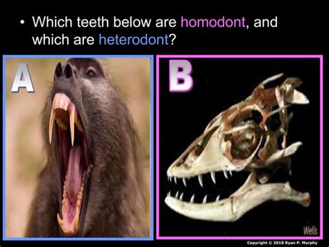 Mammals Lesson Biology PowerPoint, Class Mammalia, Taxonomy and ...