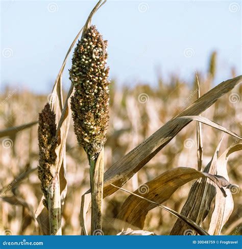 Sorghum field stock image. Image of harvest, biofuel - 30048759