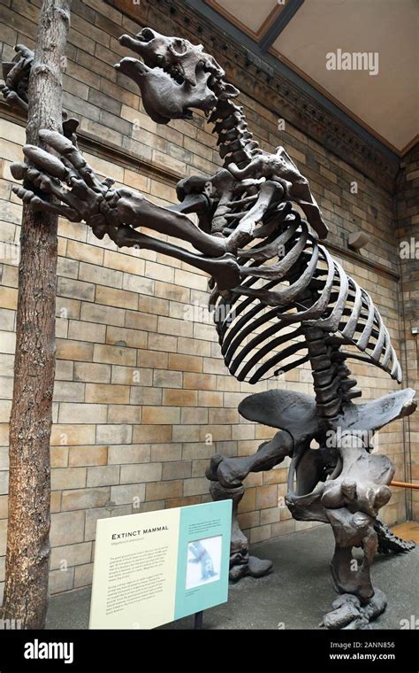 Extinct Giant Ground Sloth skeleton cast on display at the Natural ...