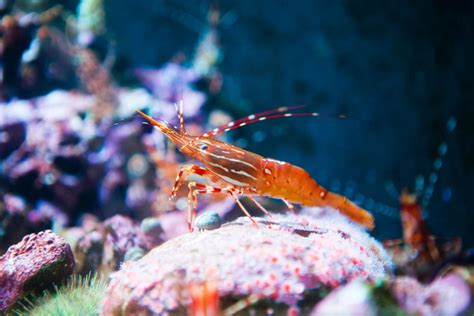 Cleaner Shrimp: Must-Have for Saltwater Tanks? | Aqua Creations