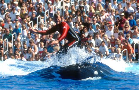 Moment Orca Came To Viewing Window With SeaWorld Trainer