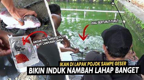 Edan Nyoba Amisan Viral Dari Adun Mancing Ekor Induk Makan Sampe