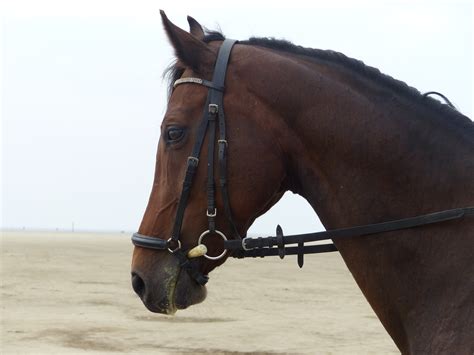 The Ultimate Guide How To Put A Bridle On A Horse For Optimal Safety