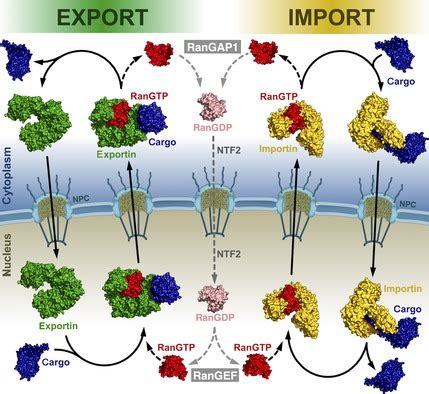 Schematic Overview Of Nuclear Export Left And Nuclear Import Right