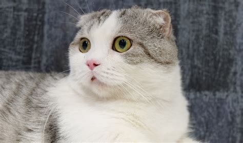 Adorable Scottish Fold Munchkin Cat - Petsmartgo