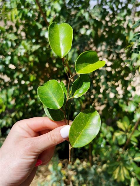 Benjamin Ficus Sprout, Ficus Propagation, Ficus Branch in Hand, Juicy ...