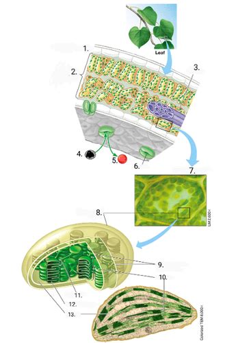 Biology 1001 Chapter 7 Flashcards Quizlet