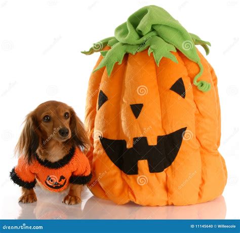 Halloween dog with pumpkin stock photo. Image of costume - 11145640