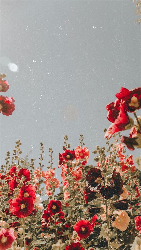 Aesthetic Red Flower Field Wallpapers - Wallpaper Cave