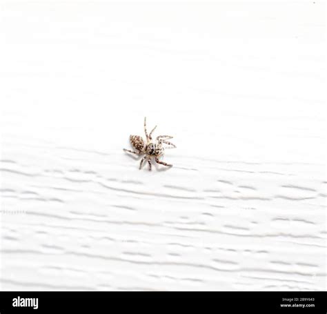 Common orb weaver spider on white background Stock Photo - Alamy