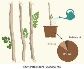 1,743 Stem cutting propagation Images, Stock Photos & Vectors ...