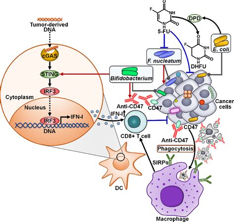 Figure 6 From Intratumor Microbiota In Cancer Pathogenesis And Immunity