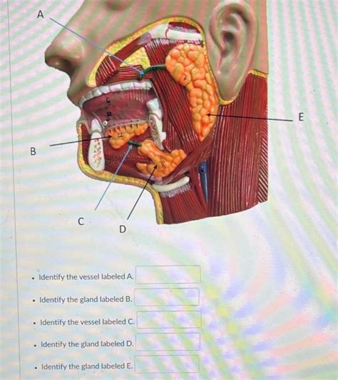 Solved Identify The Vessel Labeled A Identify The Gland Chegg