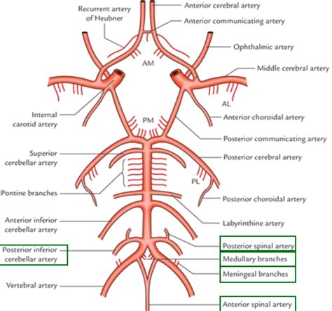 Anterior Choroidal Artery Supply