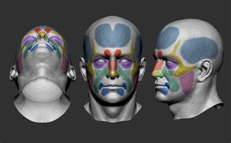 Zbrush Anatomy D Anatomy Facial Anatomy Anatomy Poses Anatomy