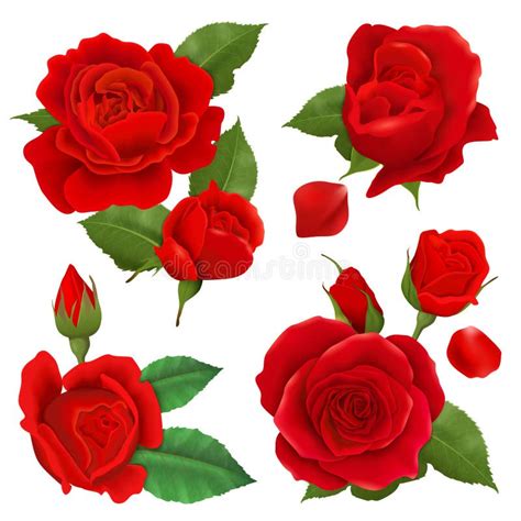 Rose Realistic Set Stock Vector Illustration Of Gift