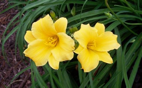 Buy Hemerocallis Stella De Oro Stella De Oro Daylily 1 Gallon