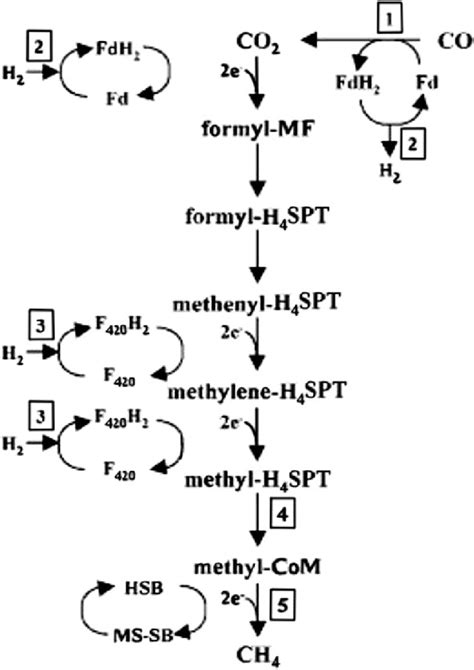 4 Co Metabolism Of Methanogenic Archaeon Methanosarcina Barkeri Download Scientific Diagram