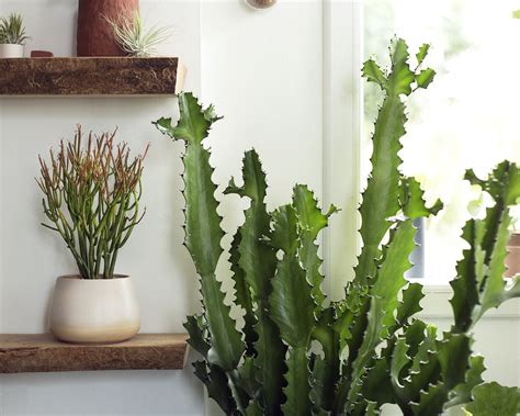 Defining and Explaining Houseplant Toxicity — STUMP ‣ PLANTS · WARES ...