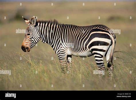 Endangered Cape Mountain Zebra Equus Zebra Mountain Zebra National