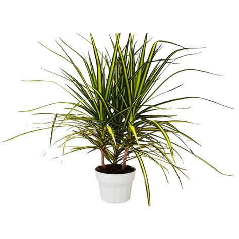 Dracaena Marginata Madagascar Dragon Tree Green Plant Wild Roots