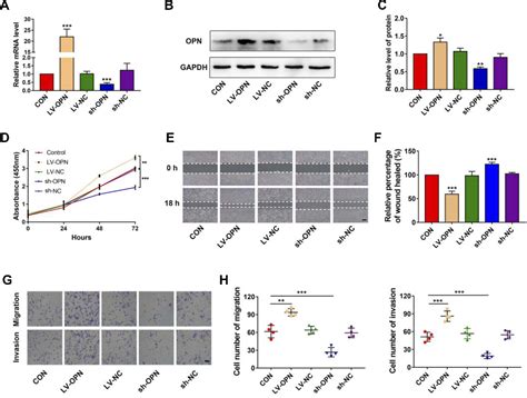 Figure 1 From Osteopontin Mediates Cetuximab Resistance Via The MAPK