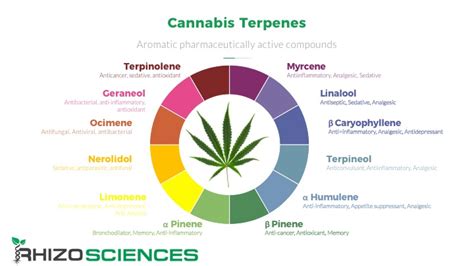 Cannabis Terpene Profile Chart