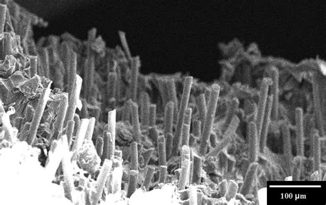 Sem Micrograph Of The Pulled Out Glass Fibers On The Fracture Surface