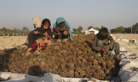 Afghan farmers harvest pine nuts in Jalalabad city - Global Times