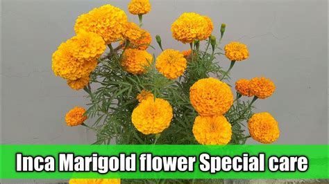 Inca Marigold Flower Care Special Care Of Marigold Flower Best Fertilizer For Inca