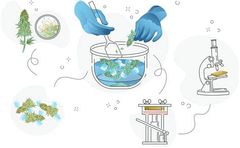 how to make hash out of weed