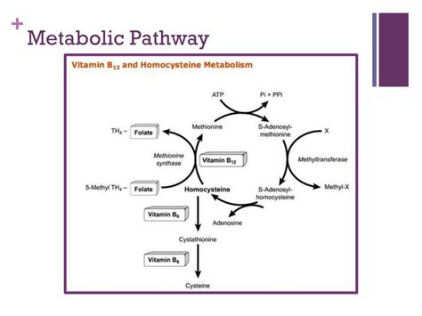 Ppt Vitamin B12 Powerpoint Presentation Free Download Id 1954179