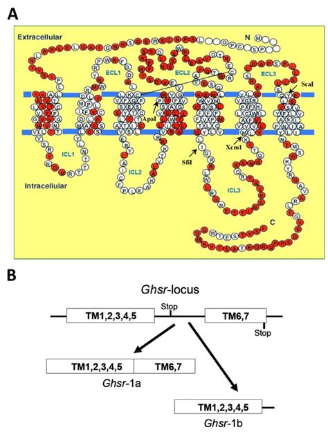 Binding Domain Characterization Of Growth Hormone Secretagogue Receptor