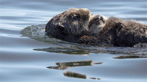 Le retour trop réussi de la loutre de mer Radio Canada ca