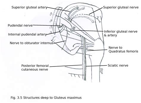 Gluteal Anatomy