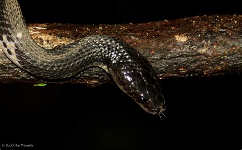 Lanka Nature Summary Sri Lanka Wolf Snake Lycodon Carinatus