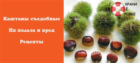 Каштаны съедобные: польза и вред, как отличить от несъедобных | Easy ...