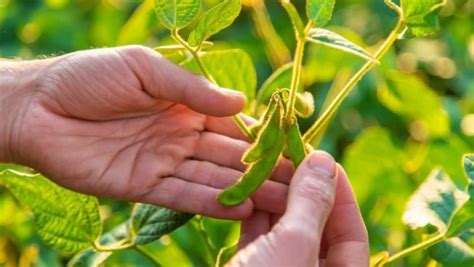 Aprosoja Brasil Promove Debate Sobre Uso De Bioinsumos Revista Cultivar